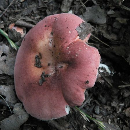 Russula luteotacta